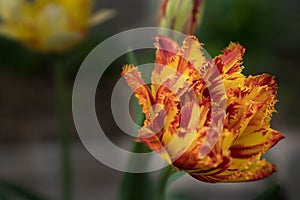 One red-orange fringed tulip flower in the flower garden. Close-up of effective fiery coloring tulip flower with fringed petals.