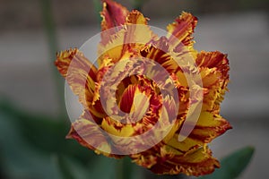 One red-orange fringed tulip flower in the flower garden. Close-up of effective fiery coloring tulip flower with fringed petals.