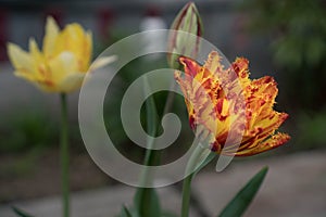 One red-orange terry tulip flower in the garden against another yellow tulip flower. Effective flower of a tulip of a fiery