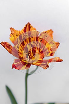 One red-orange terry tulip flower on a white background. Effective flower of a tulip of a fiery coloring with terry petals. Use