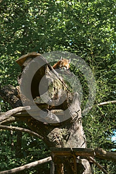One red panda sits high on a dry tree in the forest and eats bamboo leaves. Vertical color photo
