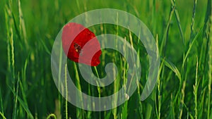 One red papaver flower blooming vivid green meadow flora. Single poppy flower
