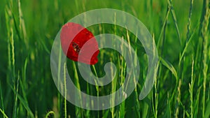 One red papaver flower blooming vivid green meadow flora. Single poppy flower