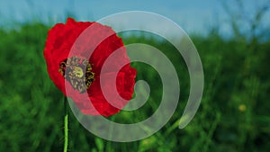 One red papaver flower growing at green grass field. Closeup lonely poppy flower