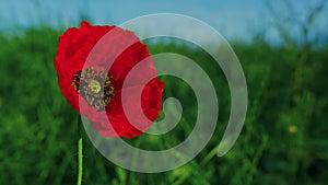 One red papaver flower growing at green grass field. Closeup lonely poppy flower