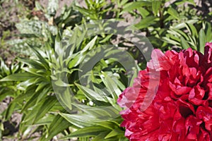 One red peony flower on a green background