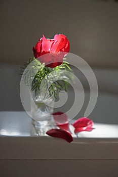 One red peony flower in a small vase with showered petals