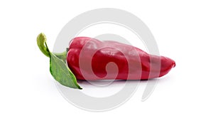 One red pepper with leav photo
