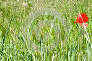 One red poppy on the field with green wheat spica