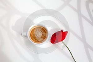 One red poppy flower on white table background with sun light and shadows close up top view in morning sunlight
