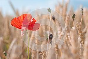 One red poppy flower in a golden ripe wheat field. Blue sky in background