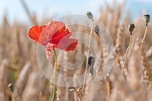 One red poppy flower in a golden ripe wheat field. Blue sky in background