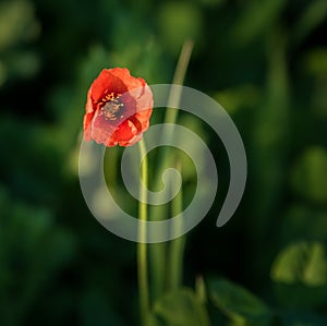 One red poppy flower with a green background out of focus. copy space