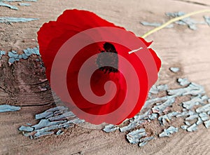 One red poppy flower on an old wooden background