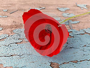 One red poppy flower on an old wooden background