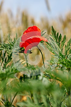 One red poppy flower on a wheat field close-up