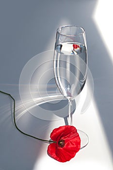 One red poppy flower on white table with contrast sun light and shadows and wine glass with water closeup