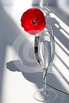 One red poppy flower on white table with contrast sun light and shadows and wine glass with water closeup
