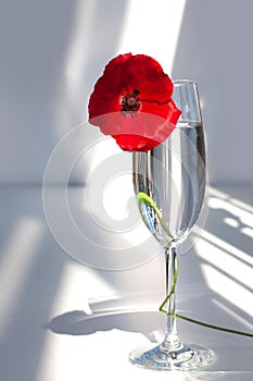 One red poppy flower on white table with contrast sun light and shadows and wine glass with water closeup