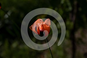 One red poppy in focus