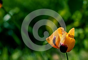 One red poppy in focus