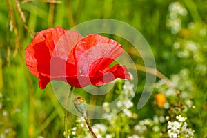 One red poppy and poppy-heads into the young cereals