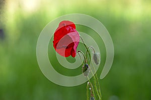 One red poppy  in springtime  in meadow with blur green background