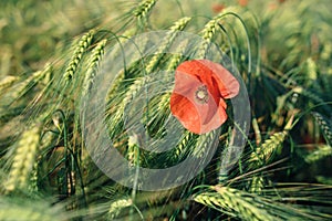 One red poppy in a wheat field. Macro photo of a red flower