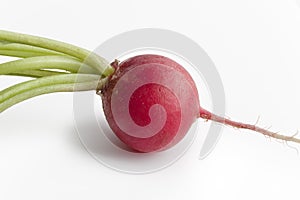 One red radish, Raphanus sativus