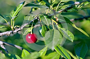 One red ripe cherry on a branch