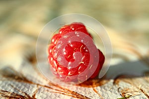 One red ripe raspberry fruit on the table