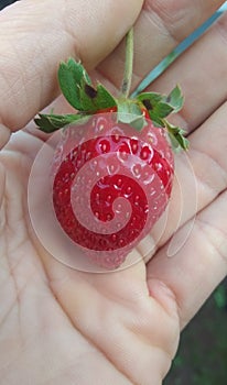 one red ripe strawberry fruit in the grip