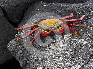 The red rock crab, Grapsus grapsus, is very abundant in the galapagos. Santa Cruz Island in Galapagos National Park, Equador