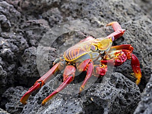 The red rock crab, Grapsus grapsus, is very abundant in the galapagos. Santa Cruz Island in Galapagos National Park, Equador photo