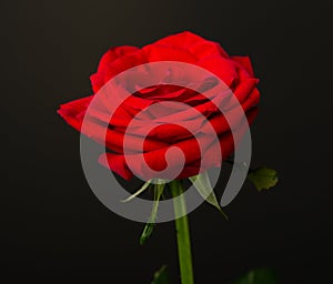 One red rose on black background