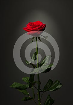 One red rose on black background