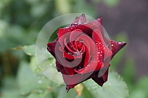 One red rose bud in drops of water on a green stem