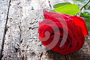 One red rose close-up on wooden background with water droplets