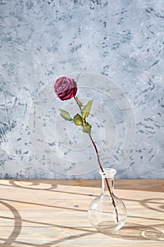 One red rose flower with long stem and green leaves in glass round vase on wooden table on gray background close up