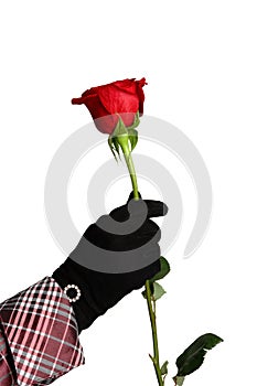 One red rose in hand