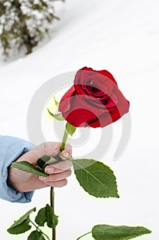 One red rose in the hand of a young girl on a background of snow