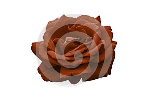 One Peach Fuzz color rose isolated on white background. Bloom of Lovely Flower. Vibrant rosebud.