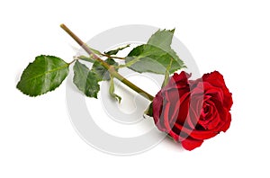 One red rose isolated on white background. Full dept of field photo