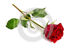 One red rose isolated on white background. Full dept of field