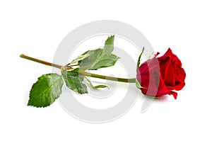 One red rose isolated on white background. Full dept of field photo