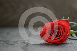 One red rose on oak wood table