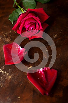 One red rose with petals on dark brown and golden background