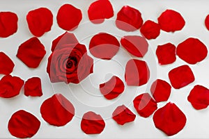 One red rose between petals on a white background. Greeting