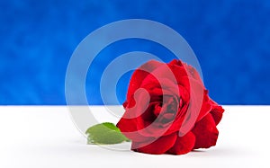 One red rose on white table