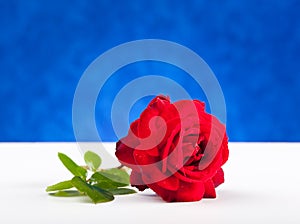 One red rose on white table